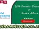 Wild Dreams Vacancies